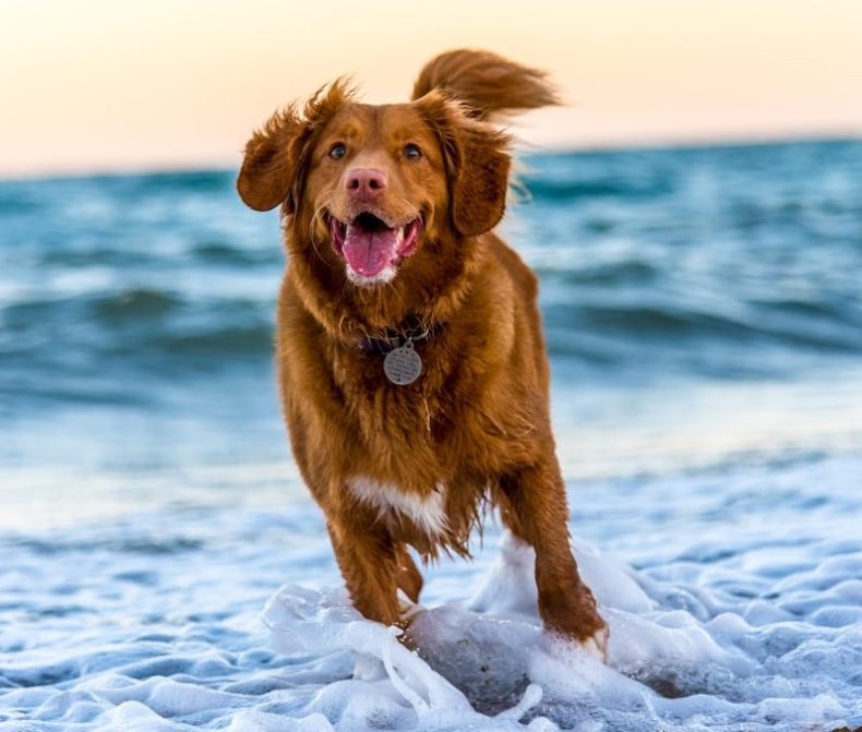 Mehr über den Artikel erfahren Hund